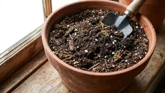 Oživení půdy v květináči: praktický průvodce pro městské květináře!