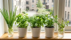 Čerstvé bylinky po celý rok: co můžete pěstovat ve sklenici vody a na okenním parapetu