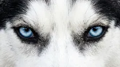 Proč se nemůžete dívat svému psovi přímo do očí: komunikační chyba, která může vyvolat agresi