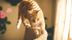 Proč kočka kazí nábytek: co má majitel dělat