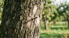 Proč zatloukat hřebík do jabloně: starobylý rituál, který má vědecké vysvětlení