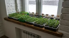 Proč by se tyto květiny měly vysévat na sazenice v lednu? Seznam květin pro lednový výsev!