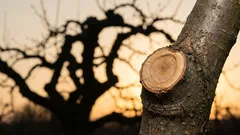 Jak zabránit tomu, aby stromy rostly do výšky a nesly ovoce: 3 chyby při prořezávání, kterých se mnoho lidí dopouští