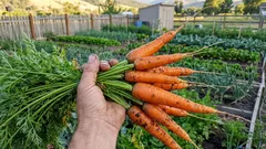Proč měnit místo pro mrkev: tajemství bohaté sklizně