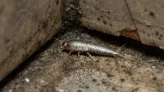 Proč žije v našich koupelnách a co tam dělá? Zajímavá fakta o hlísticích.