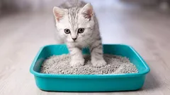 5 sekund a kočičí záchod je čistý! Jednoduchý trik, který vám ušetří spoustu času.