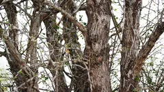 Na stromě sedí sova, ale ne každý ji vidí. Podařilo se vám ji spatřit?