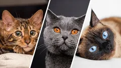 5 nejchytřejších plemen koček: žebříček inteligentních favoritů