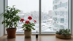 Hnojení pokojových rostlin v prosinci: jemnosti zimního hnojení