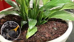 Proč bylo do půdy pro pokojové květiny přidáno dřevěné uhlí: důvod, který je skrytý v obchodech.