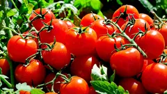 Co je lepší zasadit rajčata: tajemství kompatibility